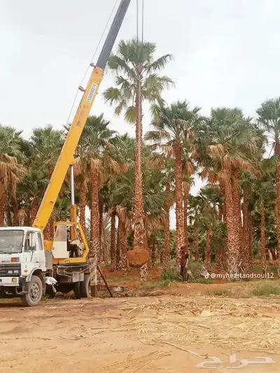 نخل واشنطي زينه ابومروحه درجه اولى index