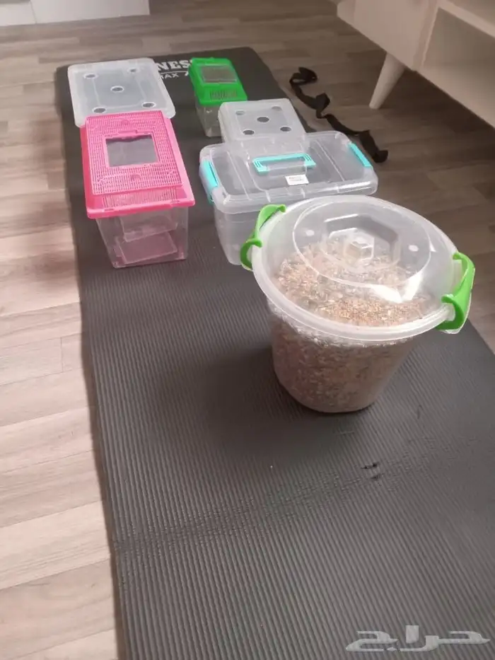 اكسسوارات ببغاء كروان وروز 1