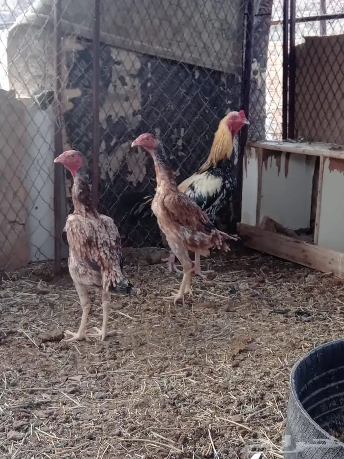 دجاج باكستاني 0