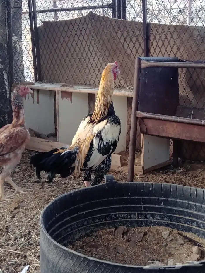 دجاج باكستاني 2