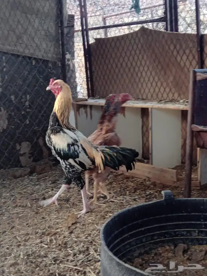 دجاج باكستاني 1