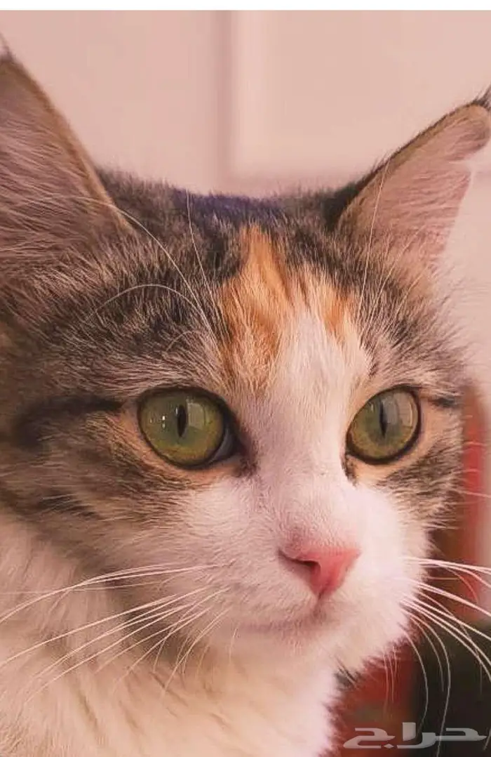 قطة شيرازي بحي طويق للتبني 1