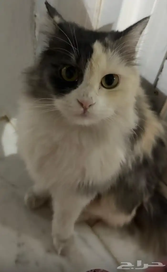 قطه اليفه للتبني 0