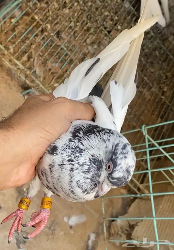 حمام قطايف جوز 0