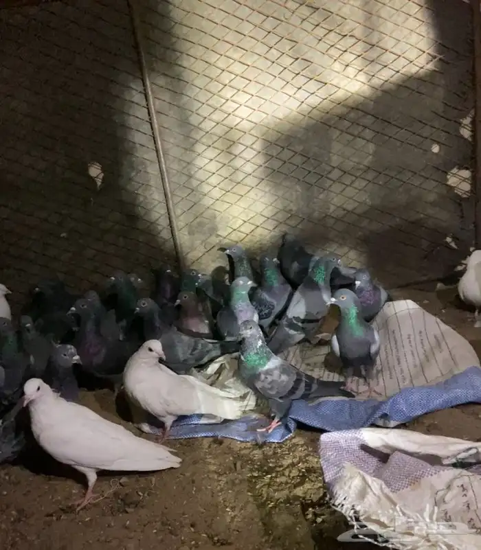 النوع   حمام زاجل 2