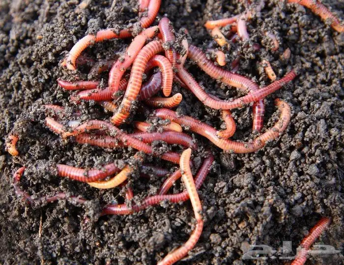 دودة الارض 1