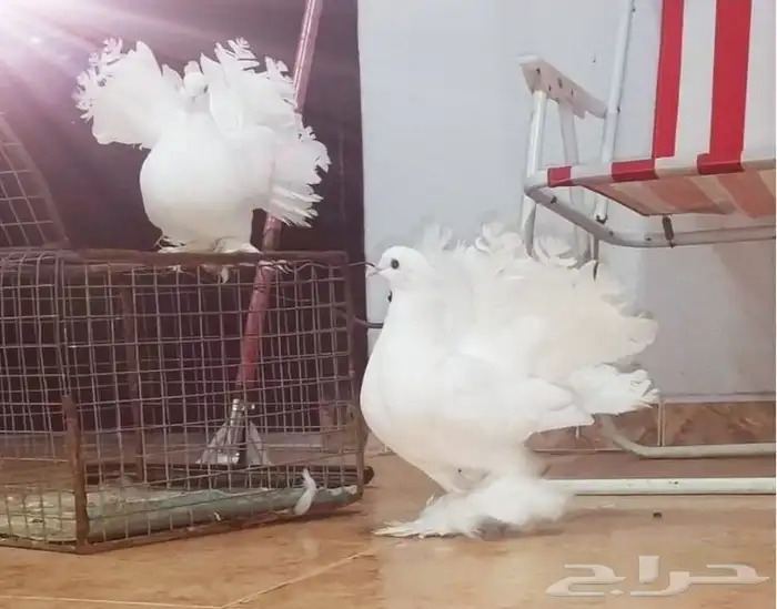 حمام زينه للبيع 2