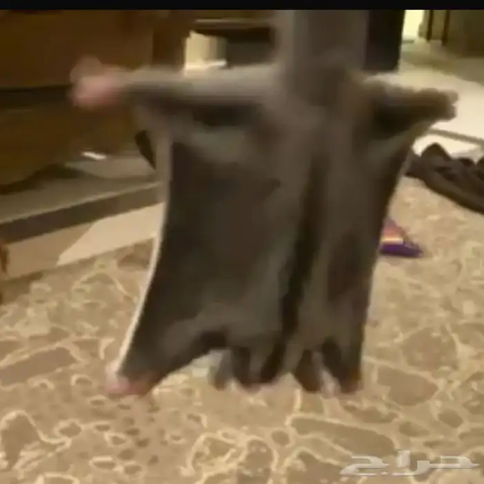 2 صغار لسنجاب طائر (شوقر جلايدر) 2