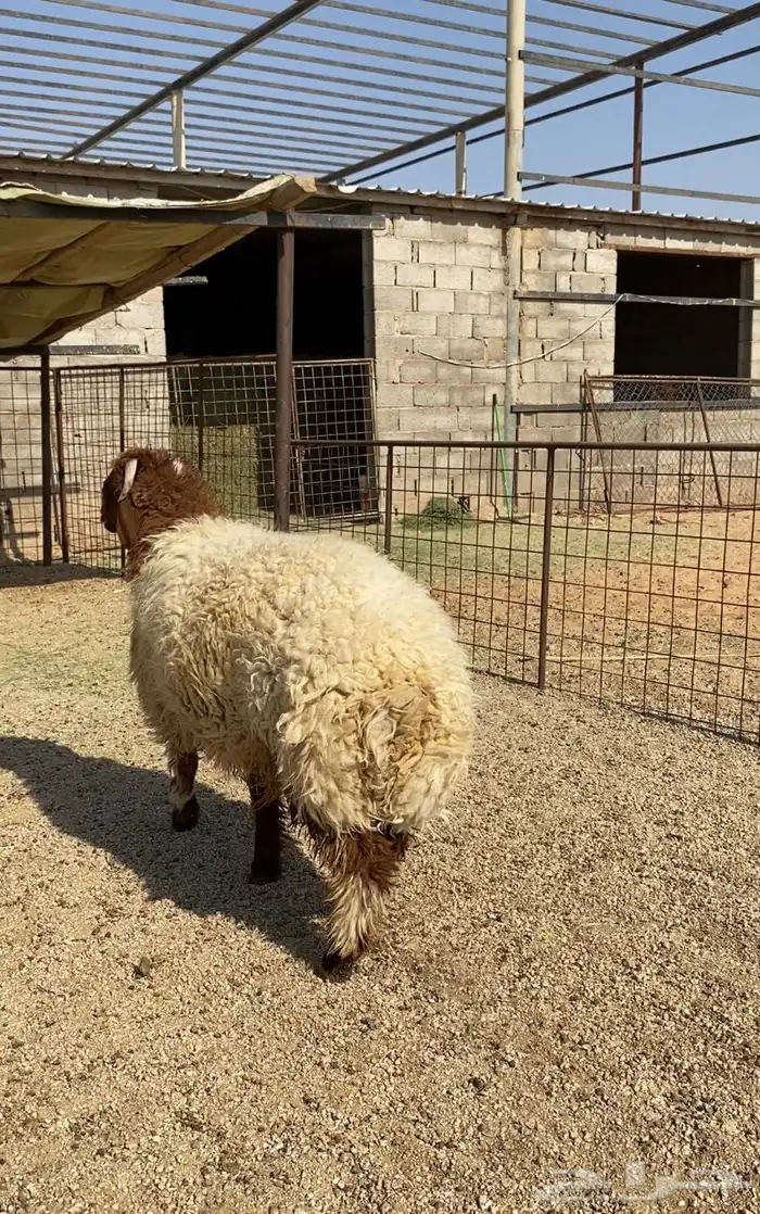 خروف نعيمي جبر 0