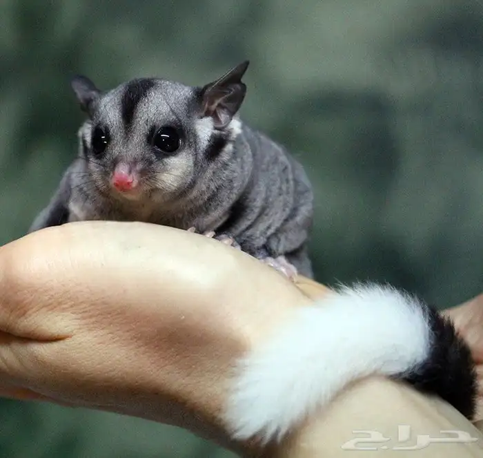 أريد suga glider ( سنجاب طائر ) للتبني 0