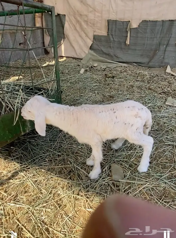 داغور رخل حريه 2