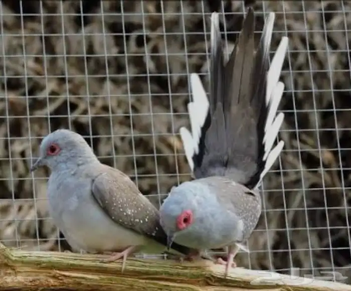 جوز يمام ماسي الملكي 0