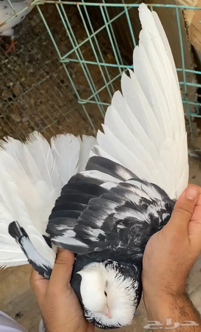 حمام قطايف جوز 3