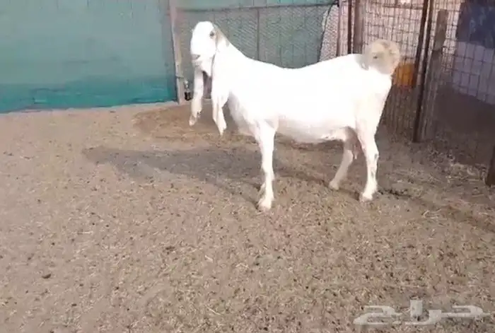 جفرتين وتيس دواغير فواخر 12