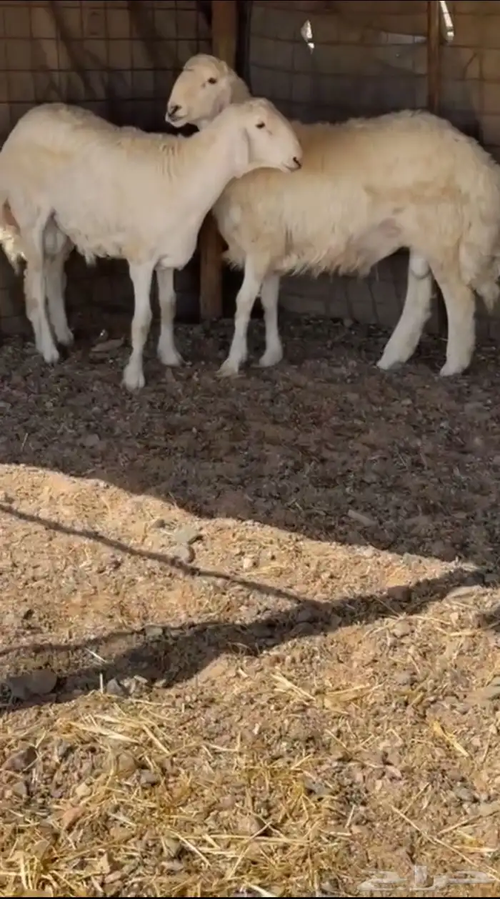 للبيع طليان حري 0