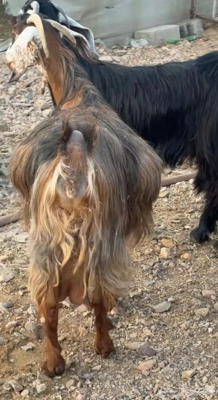 جفار ومعزا مصريات هجين شامي بفحولها مراح 15