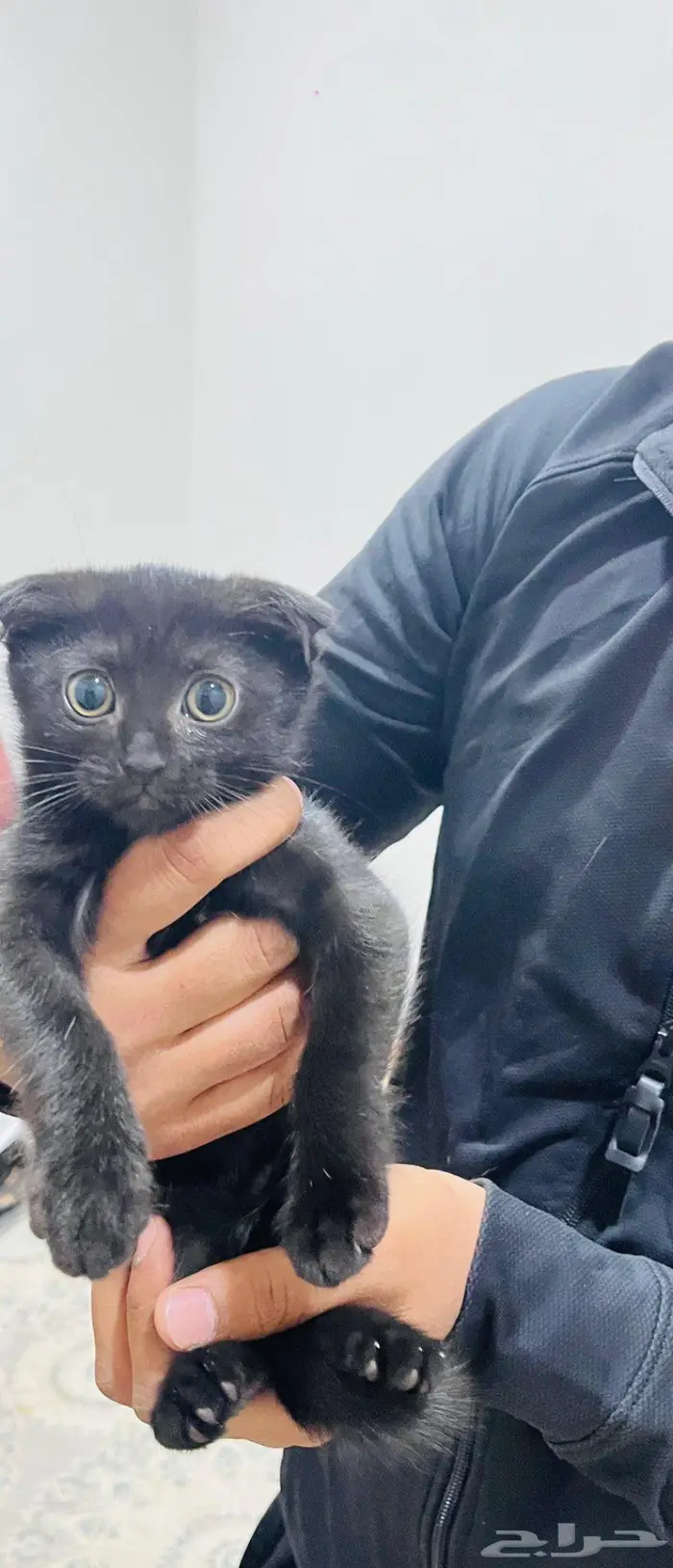 سكوتش للتبني 4