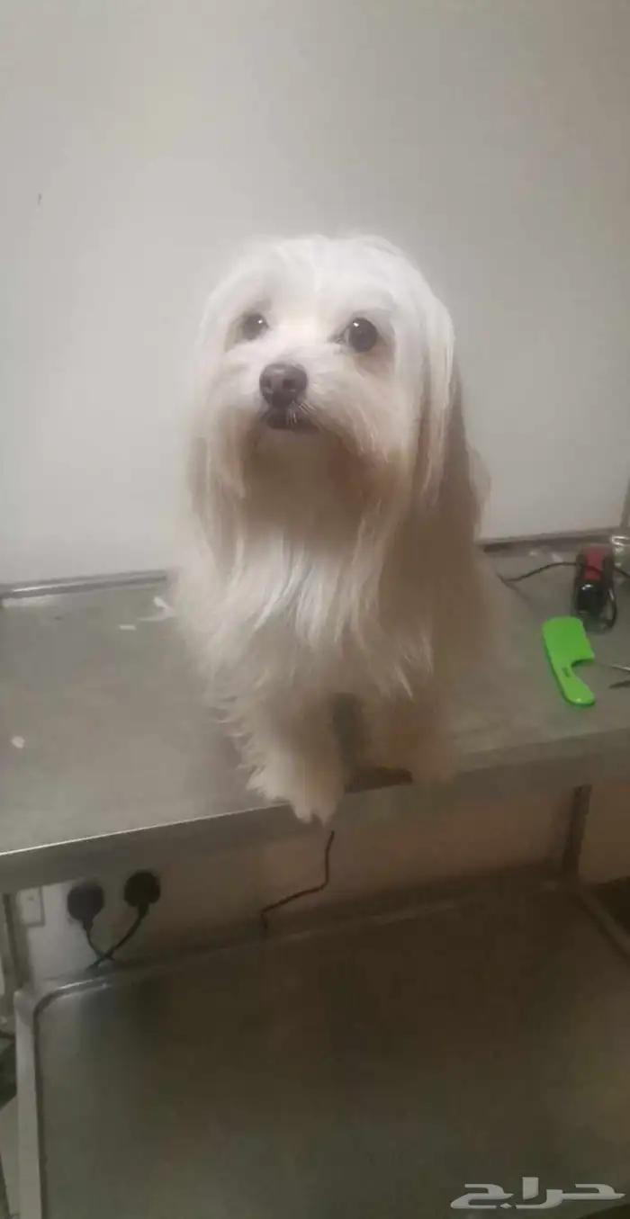 كلبه مالتيزر بيور للتزاوج 1