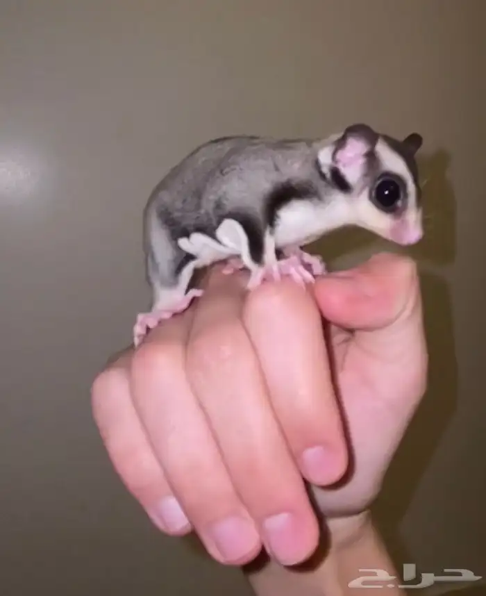 سنجاب طائر او شوقر قلايدر 3