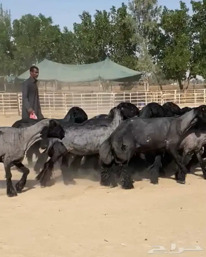 غنم عرب شهب وطيبه واغلبها مضاريع 3