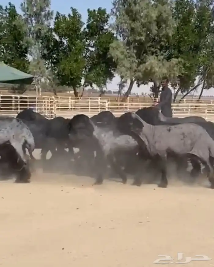 غنم عرب شهب وطيبه واغلبها مضاريع 9