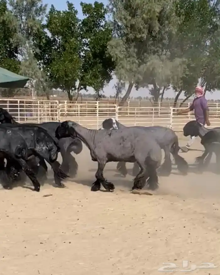 غنم عرب شهب وطيبه واغلبها مضاريع 1