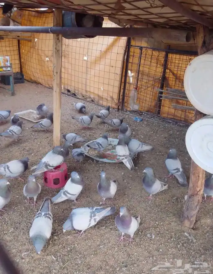 البيع حمام سلفر فرنسي 0