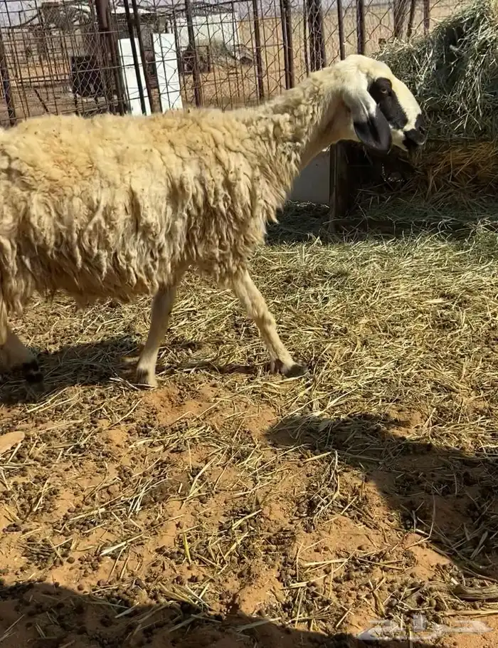 نعيميه رباعيه 0