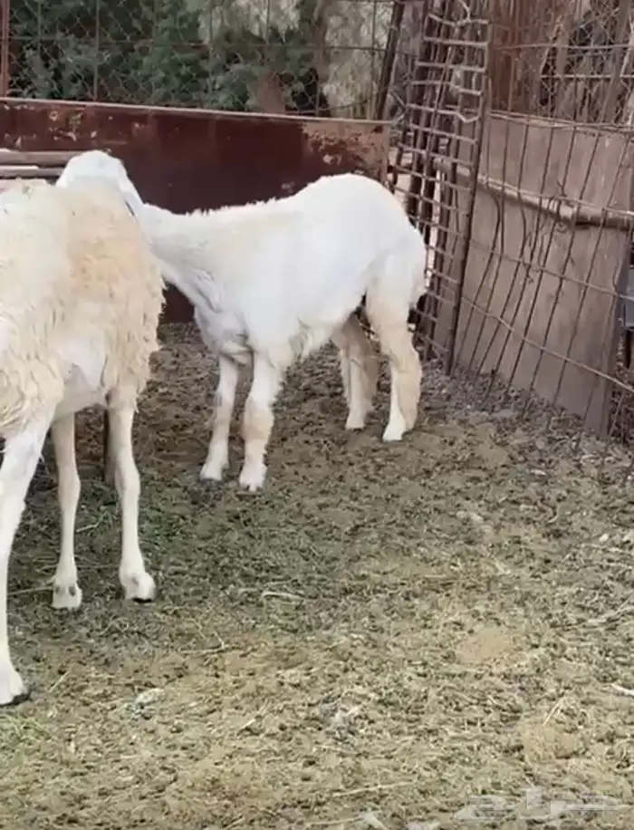 رخل عمرها 5 شهور وجرمها طيب وكبير ومقفله 0