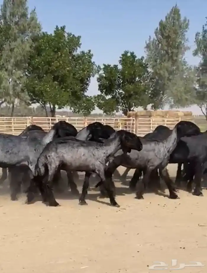 غنم عرب شهب وطيبه واغلبها مضاريع 11