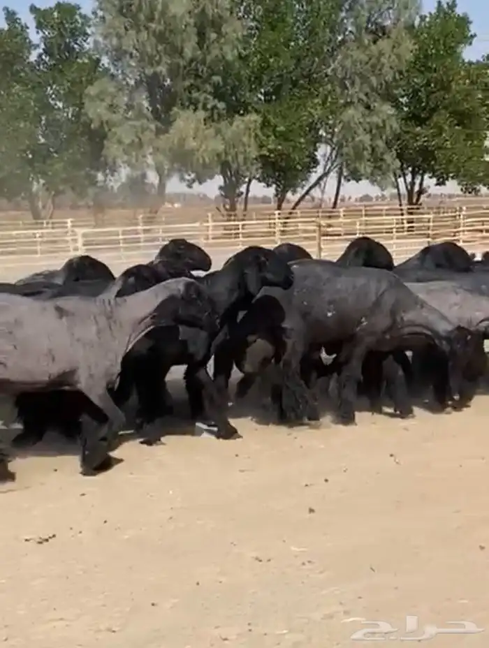 غنم عرب شهب وطيبه واغلبها مضاريع 4