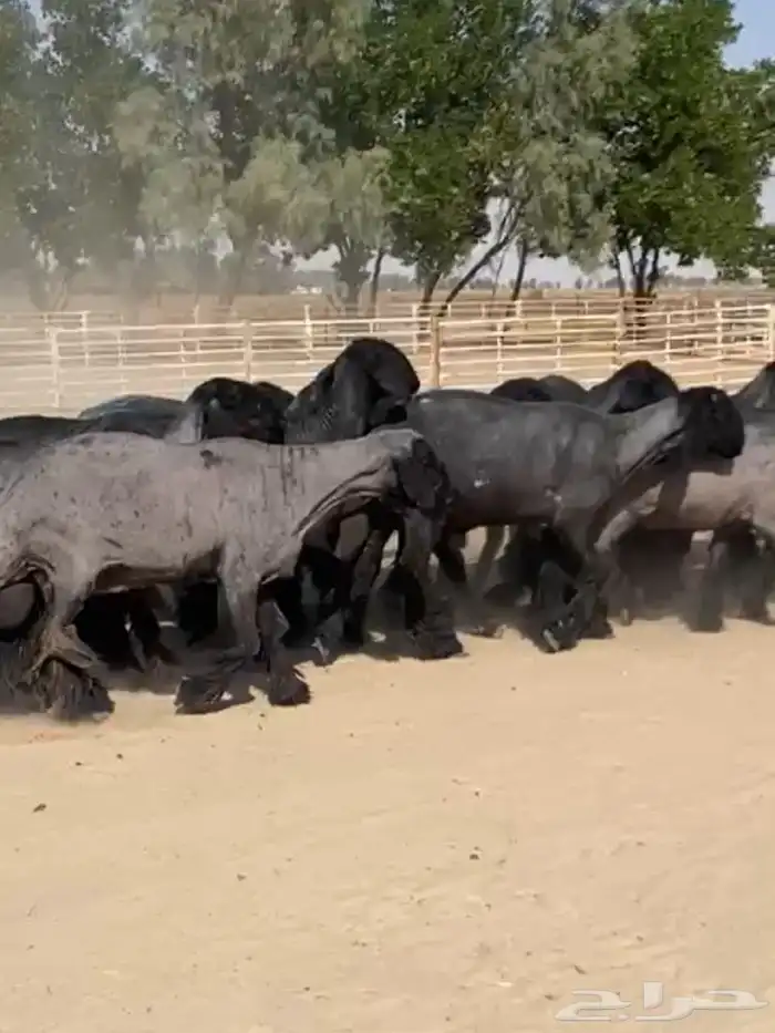 غنم عرب شهب وطيبه واغلبها مضاريع 5