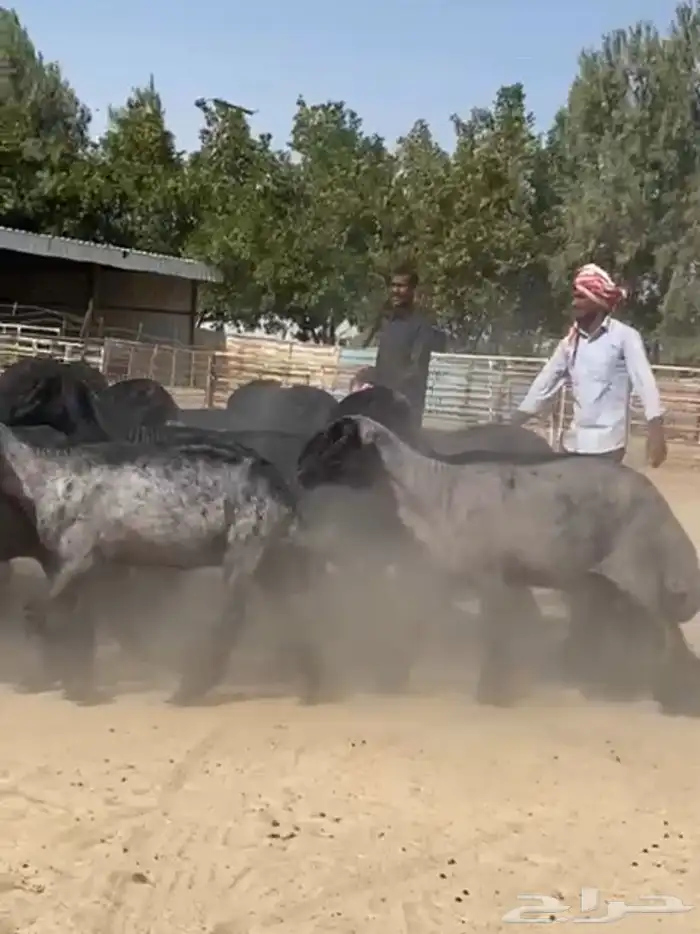 غنم عرب شهب وطيبه واغلبها مضاريع 10