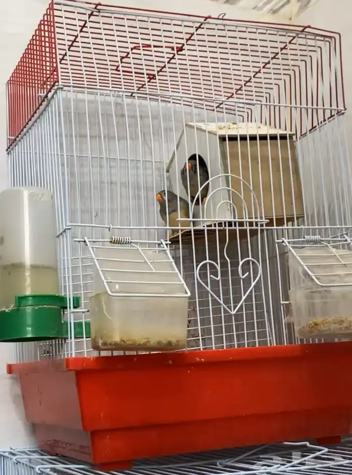 عصافير للبيع 4