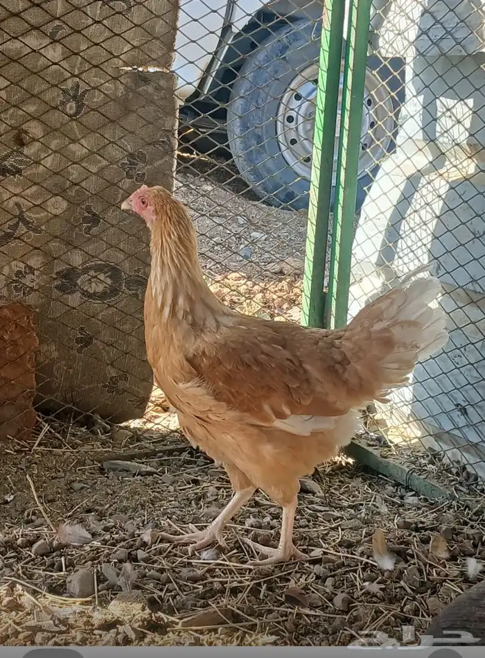 دجاجه تركيه اقبل بدل 0