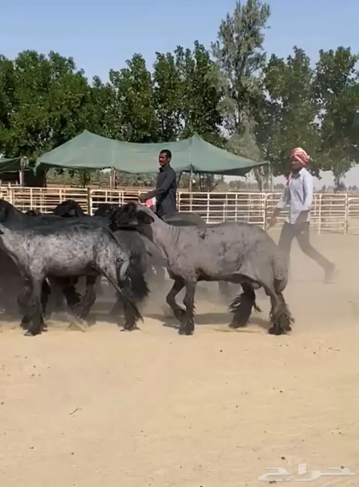 غنم عرب شهب وطيبه واغلبها مضاريع 0