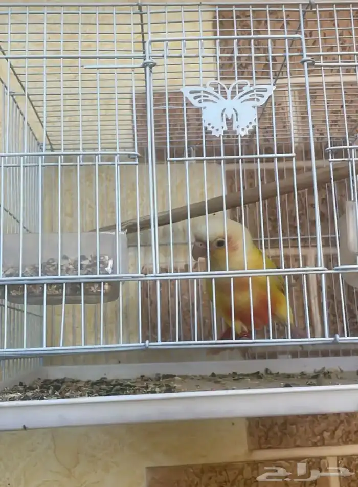 كنيور صن شيك 2