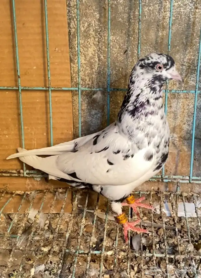 حمام قطايف جوز 10