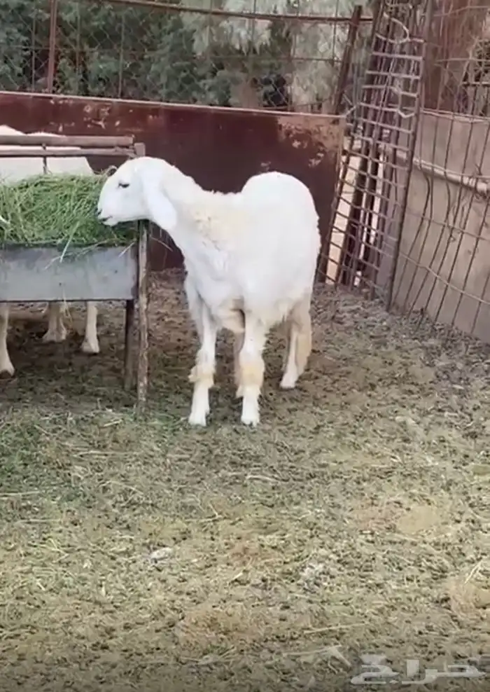 رخل عمرها 5 شهور وجرمها طيب وكبير ومقفله 2