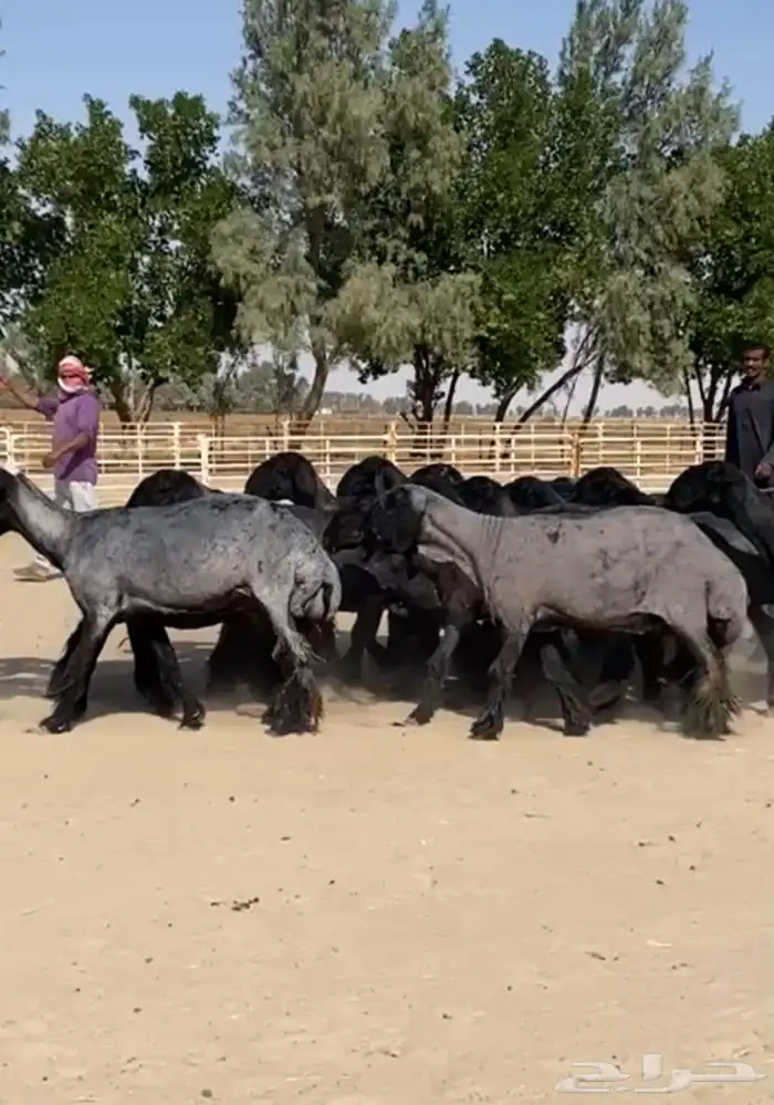 غنم عرب شهب وطيبه واغلبها مضاريع 8