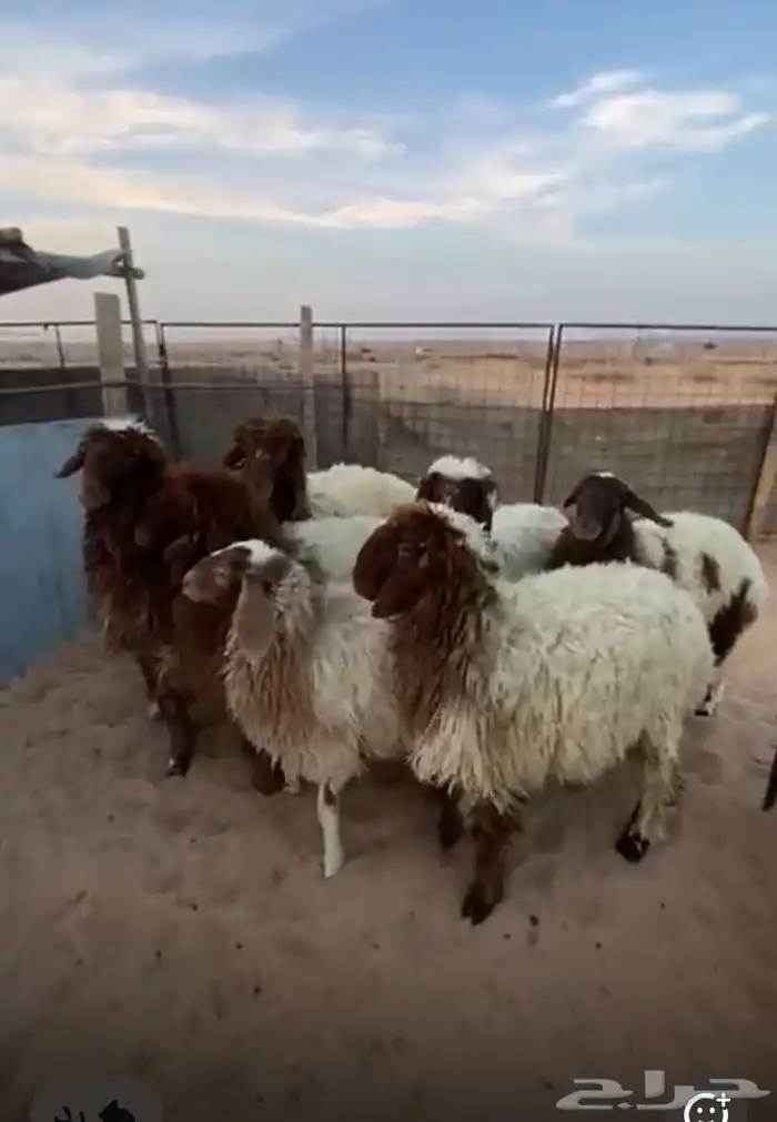 للبيع ذبائح تفريد او جمله 0