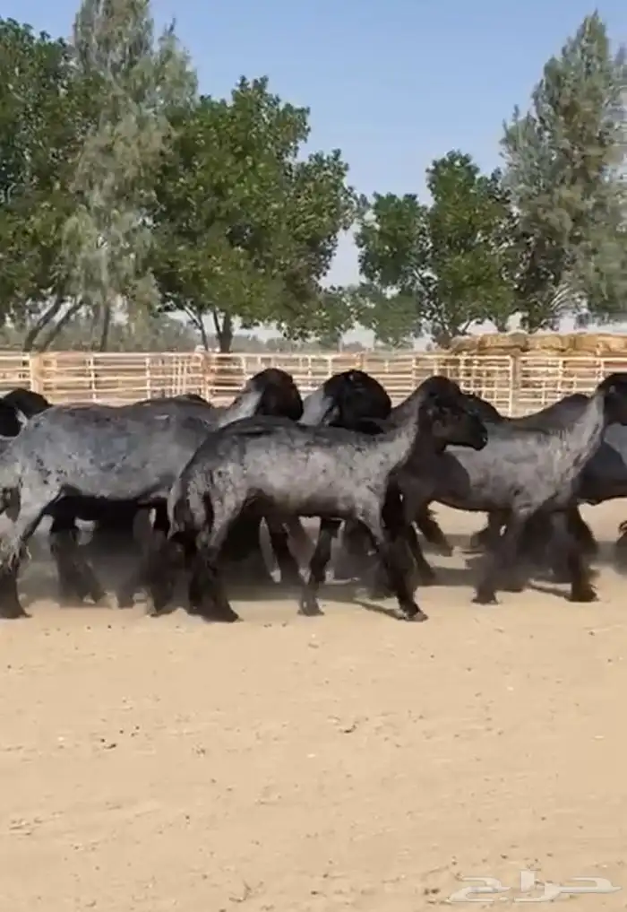 غنم عرب شهب وطيبه واغلبها مضاريع 6