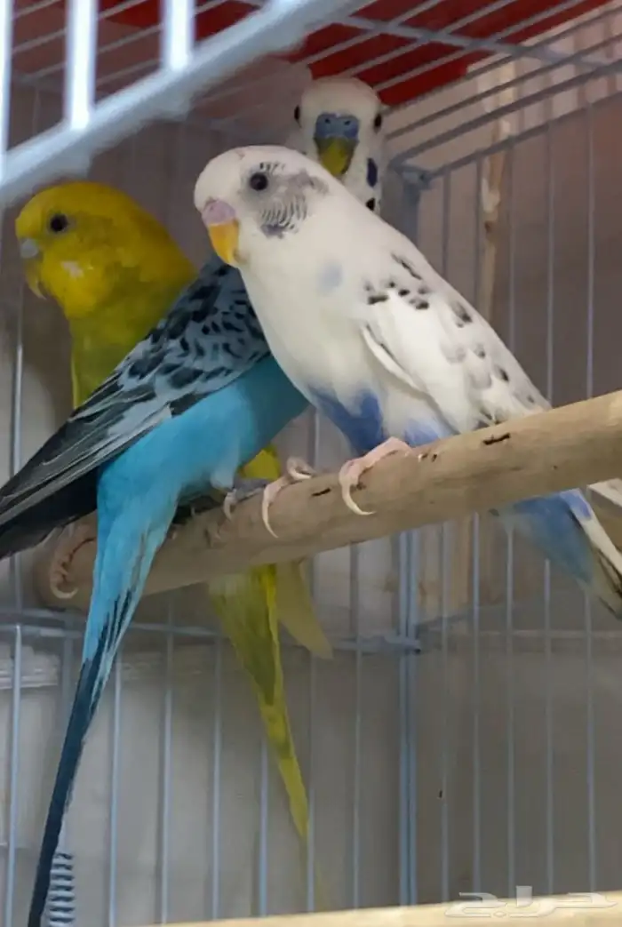 عصافير للبيع 0