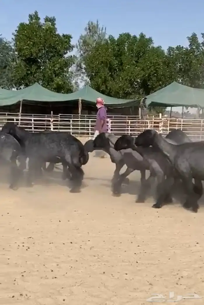 غنم عرب شهب وطيبه واغلبها مضاريع 7