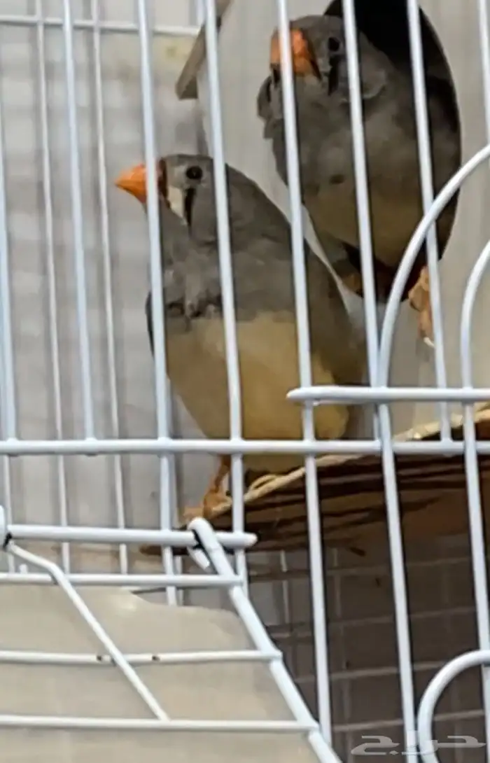 عصافير للبيع 2