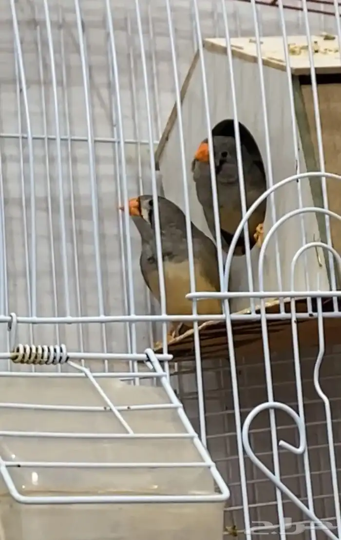 عصافير للبيع 3