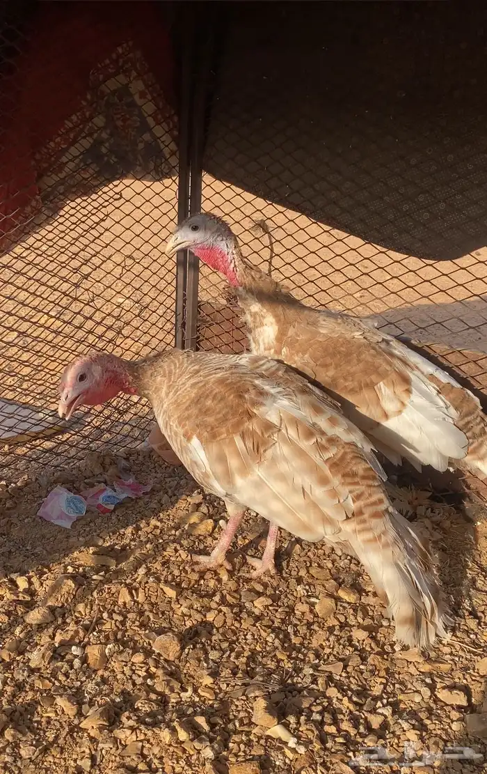 ديك رومي ودجاج رومي العدد 3 1