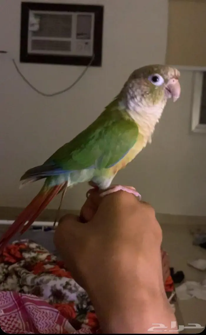 ببغاء كنيور هدد اليف 0