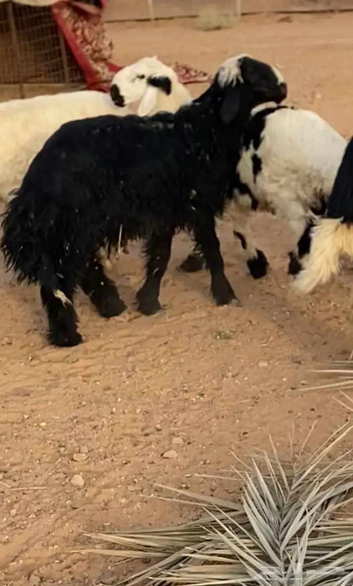 طلي نجدي ذبيحه 2