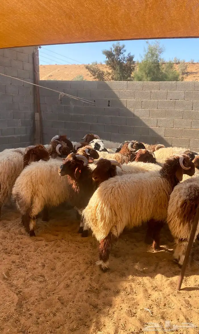 جدعان نعيم 0